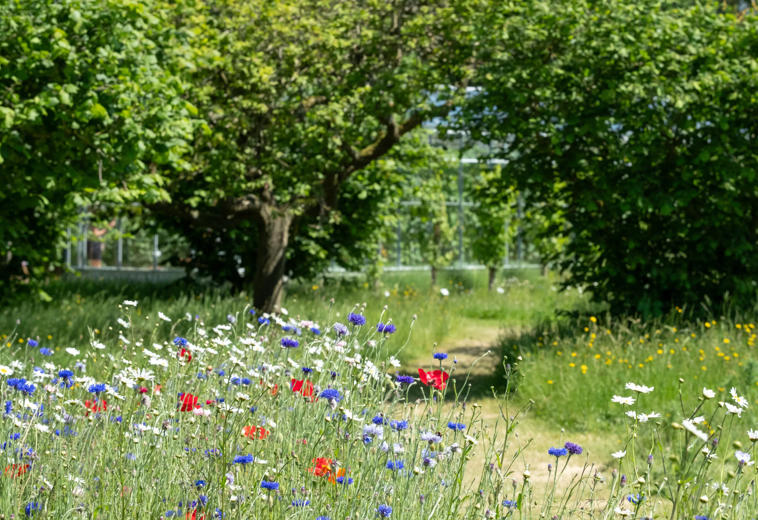 W Wildflower meadow beside a tree-lined pathway in a leafy green space | Lafford Group