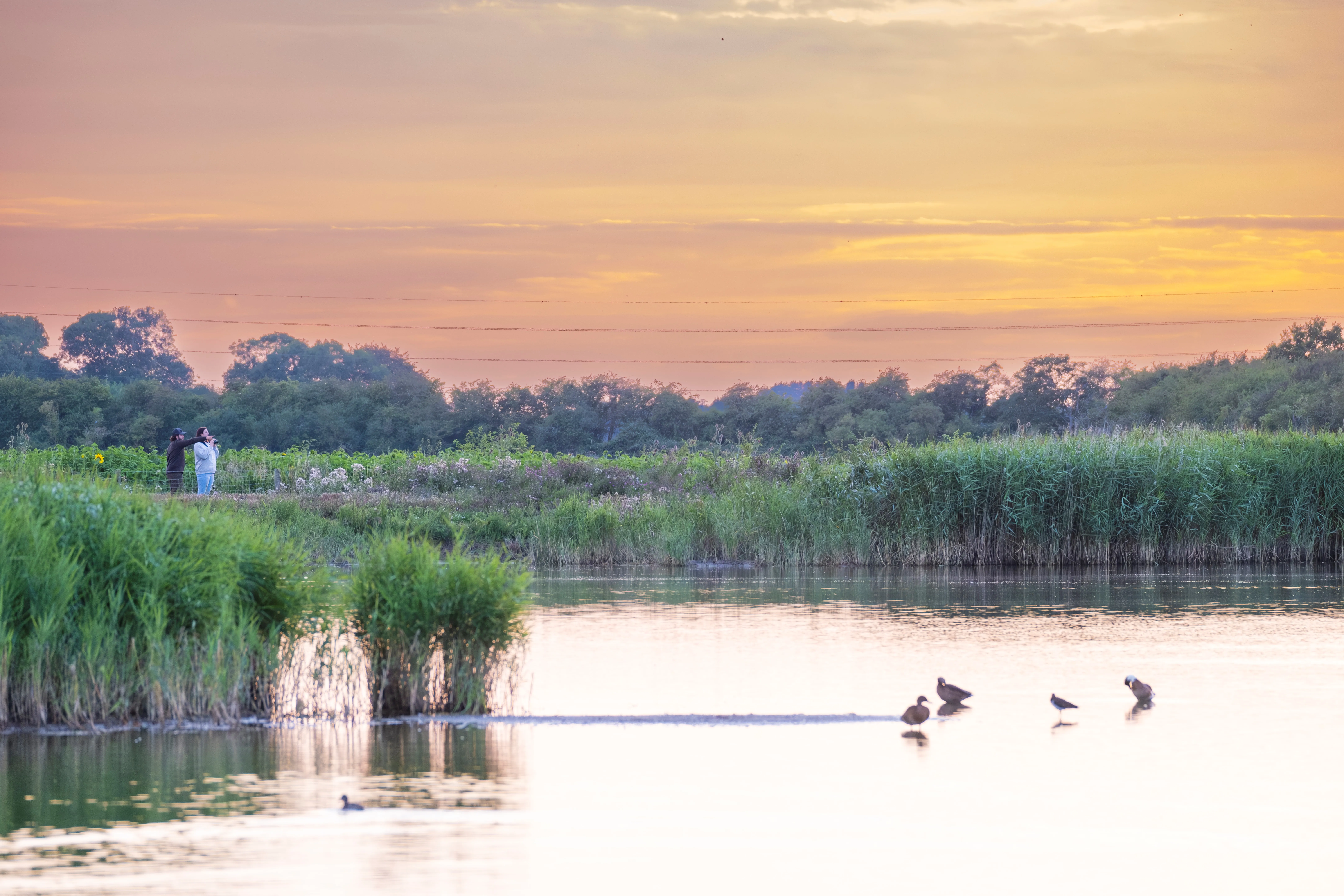 Frampton Marsh wetland reserve at sunset with birds on the water | Lafford Living